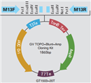 7折热卖  GV TOPO-Blunt-Amp Cloning Kit 适用于平末端的克隆，含多克隆酶切位点